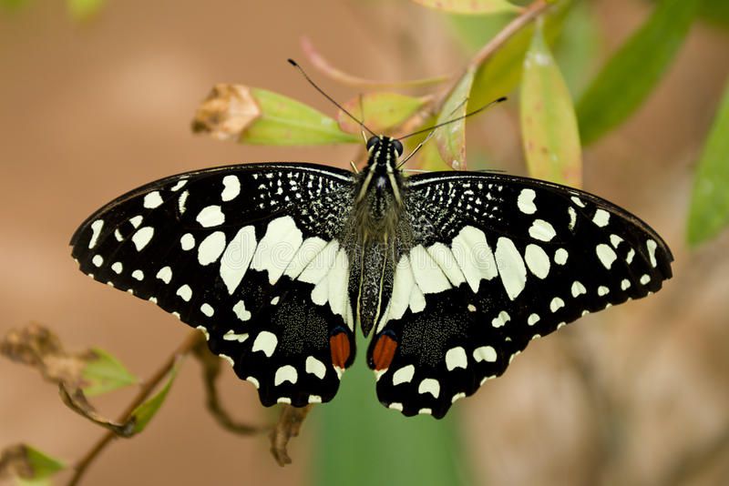 17. Papilio demoleus